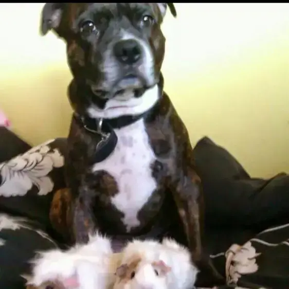 Staffordshire Bull Terrier