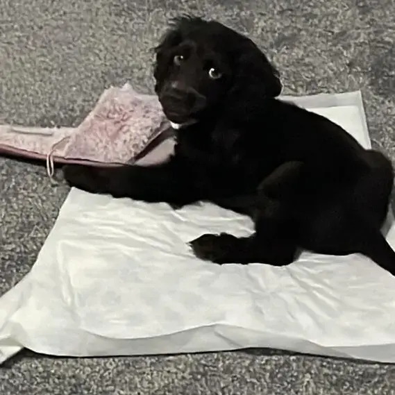 Cocker Spaniel (English)
