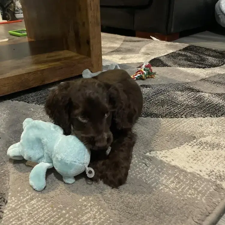 Cocker Spaniel (English)