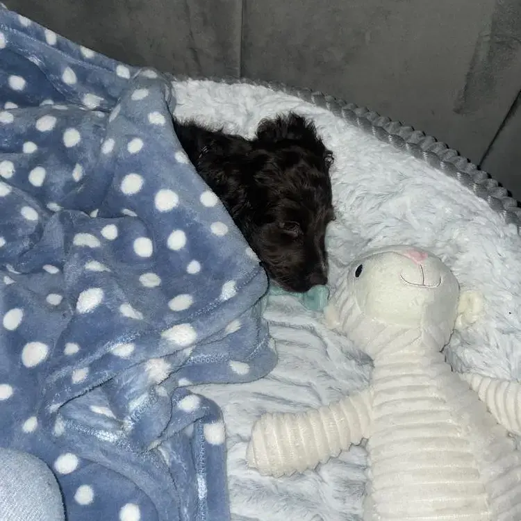 Cocker Spaniel (English)