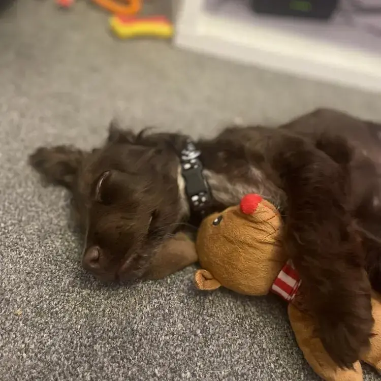 Cocker Spaniel (English)