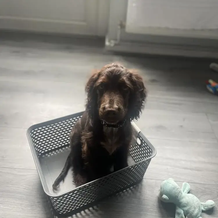 Cocker Spaniel (English)