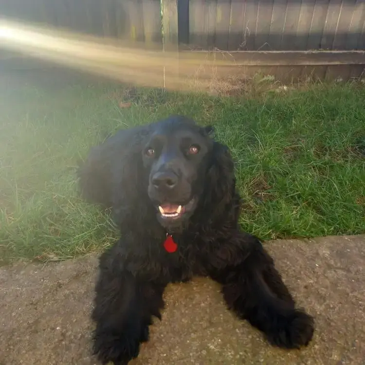 Cocker Spaniel (English)