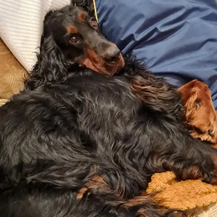 Gordon Setter