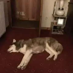 Siberian Husky