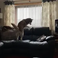 Siberian Husky