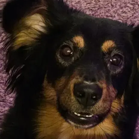 Australian Shepherd Dog