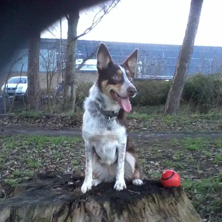 Border Collie