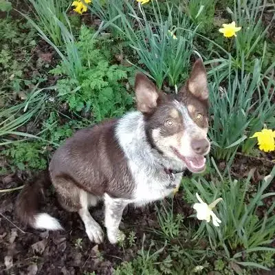 Border Collie