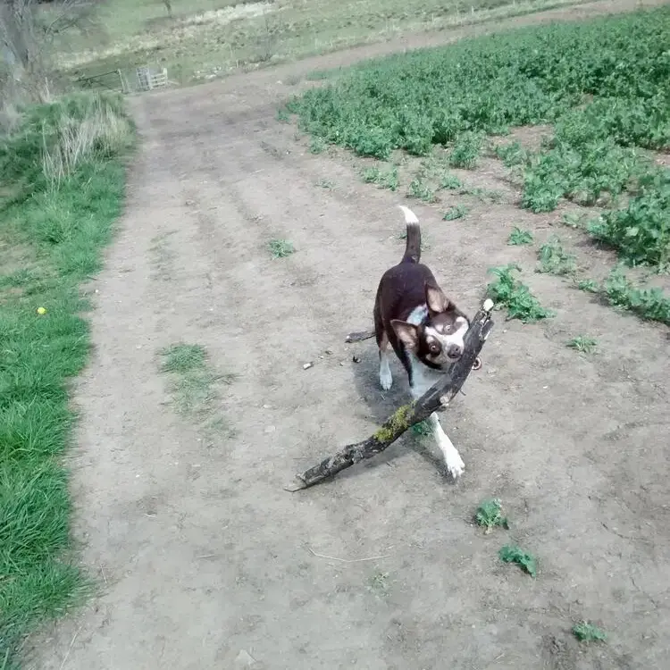 Border Collie