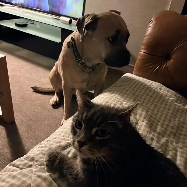 Staffordshire Bull Terrier