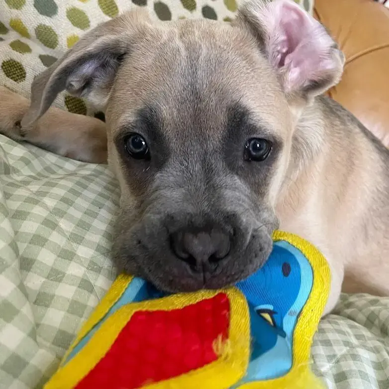 Staffordshire Bull Terrier