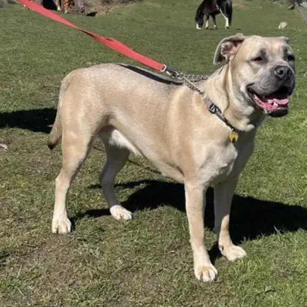 Staffordshire Bull Terrier