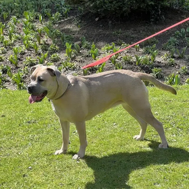 Staffordshire Bull Terrier
