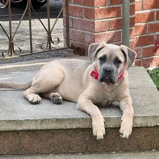 Staffordshire Bull Terrier