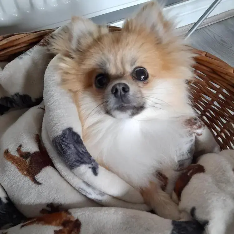 Pomeranian