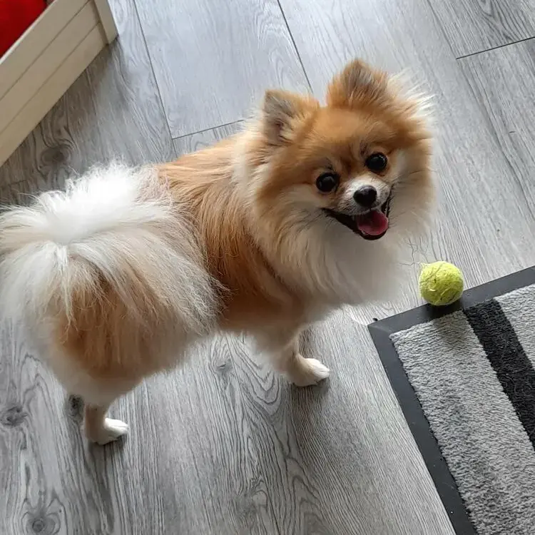 Pomeranian