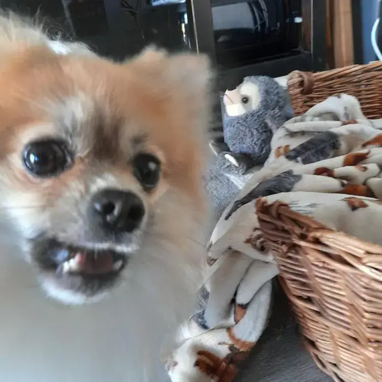 Pomeranian
