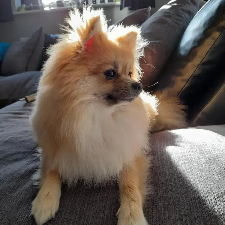 Pomeranian
