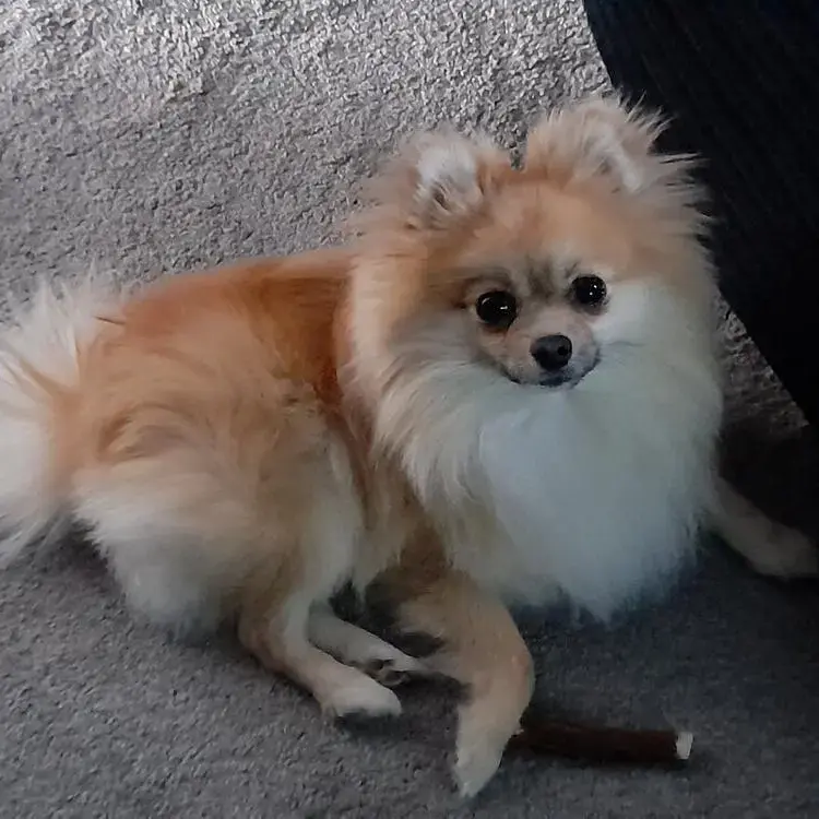 Pomeranian