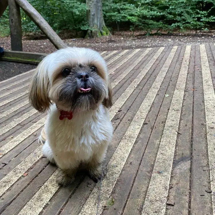 Shih Tzu