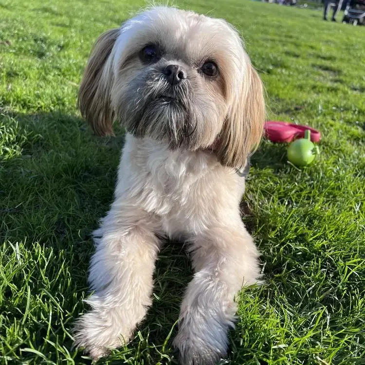 Purina shih tzu top