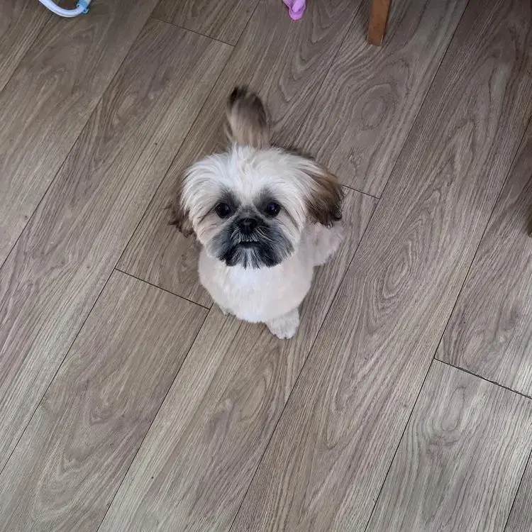Shih Tzu
