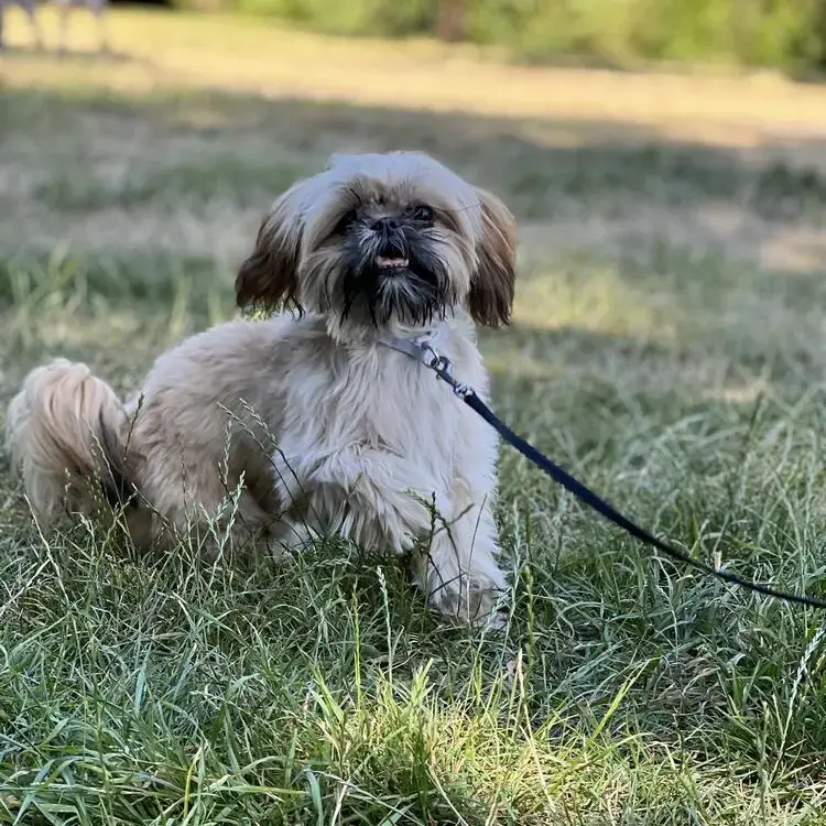 Shih Tzu