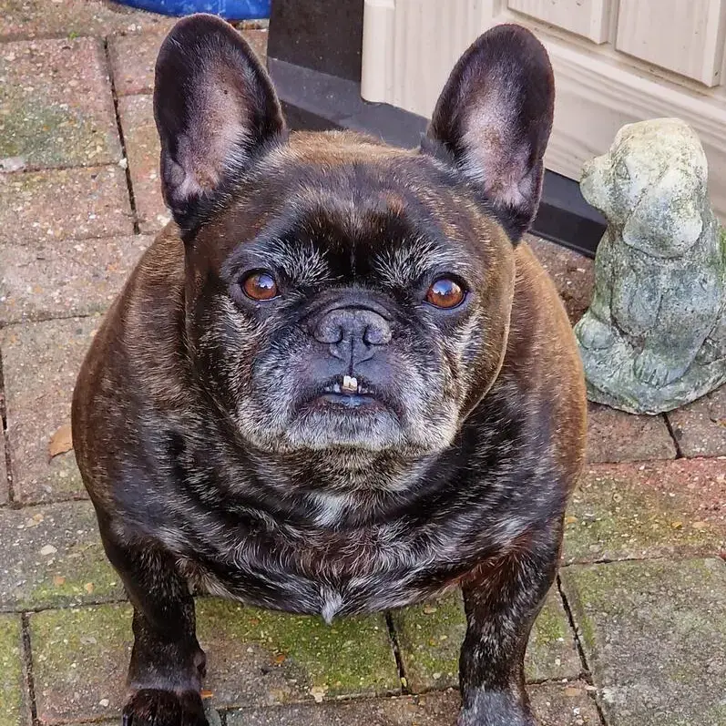 French Bulldog