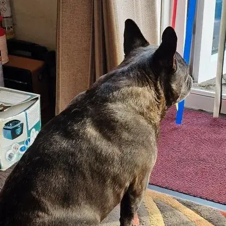 French Bulldog