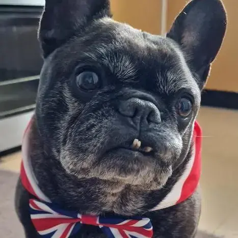 French Bulldog