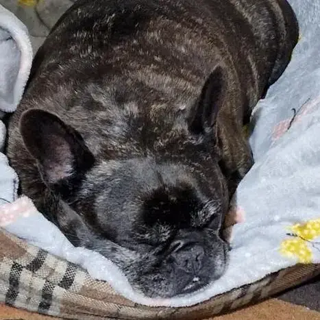 French Bulldog