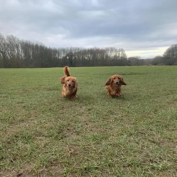 Dachshund (Miniature Long-Haired)