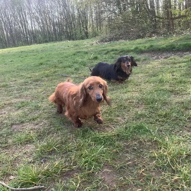 Dachshund (Miniature Long-Haired)