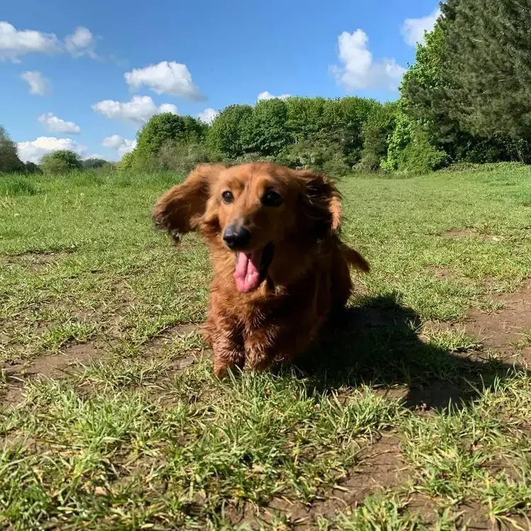 Dachshund (Miniature Long-Haired)