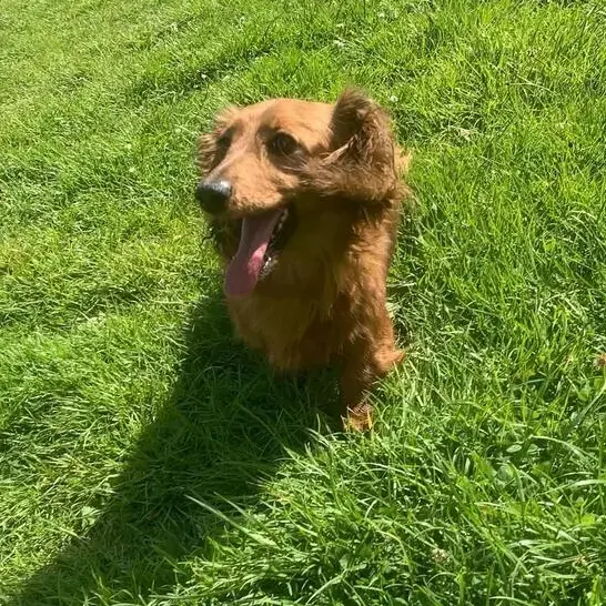 Dachshund (Miniature Long-Haired)
