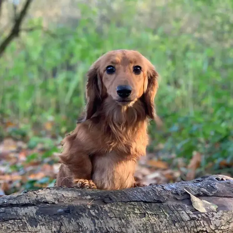 Dachshund (Miniature Long-Haired)