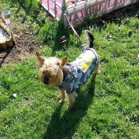 Yorkshire Terrier
