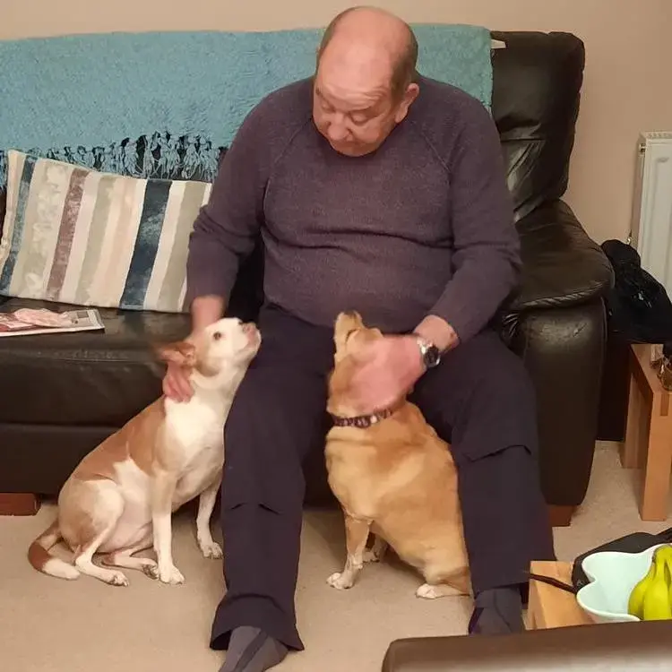 Jack Russell Terrier