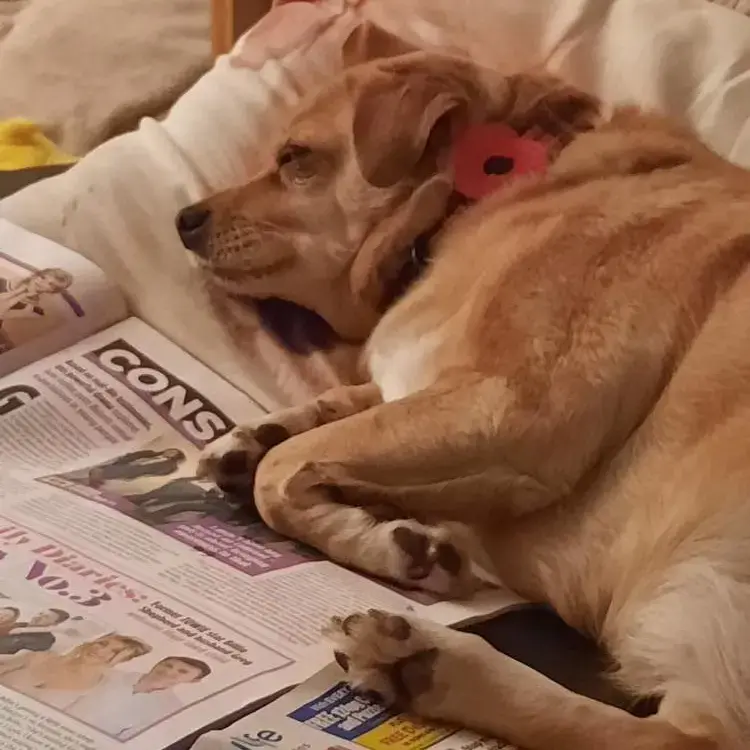 Jack Russell Terrier