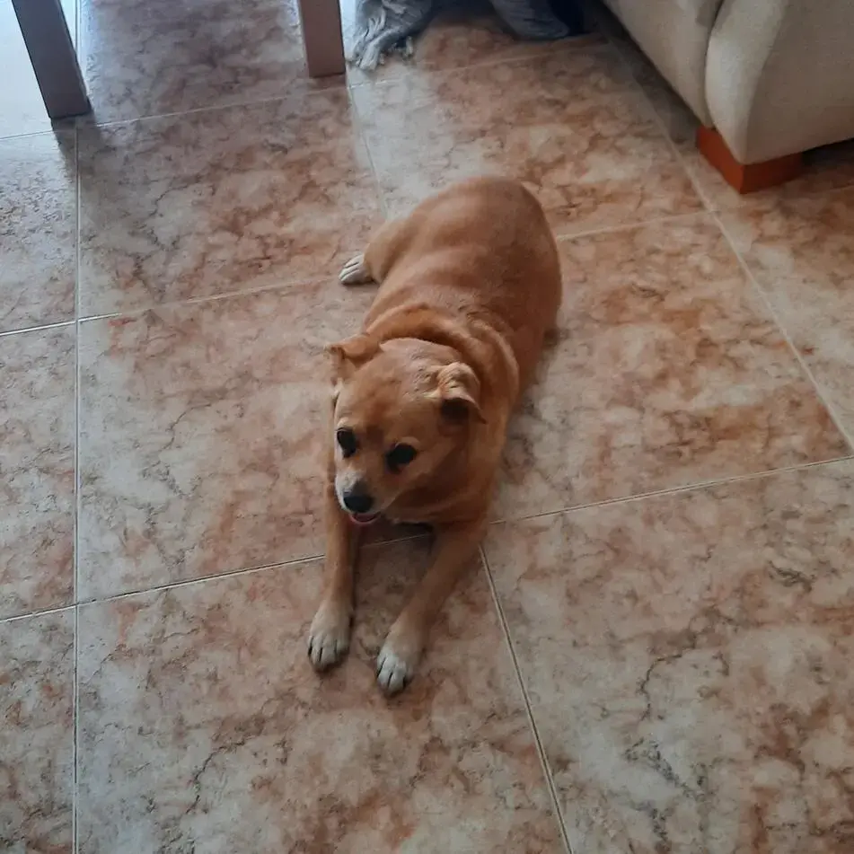 Jack Russell Terrier