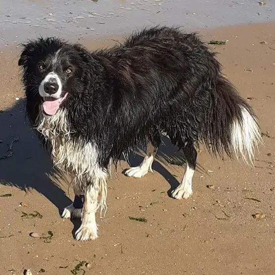 Border Collie
