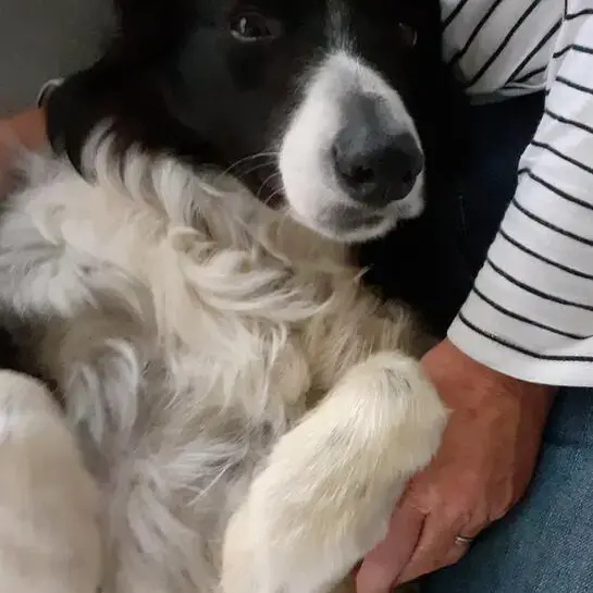 Border Collie