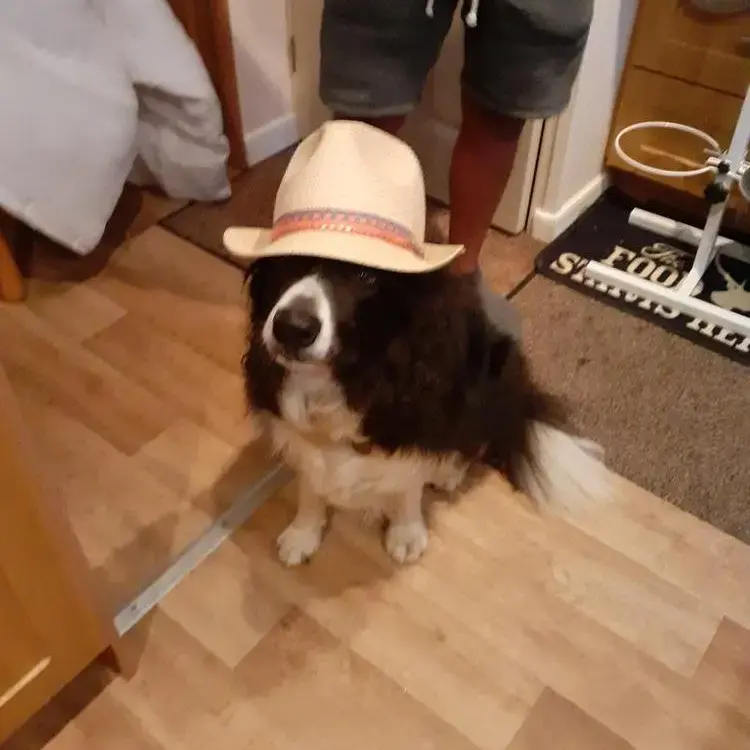 Border Collie