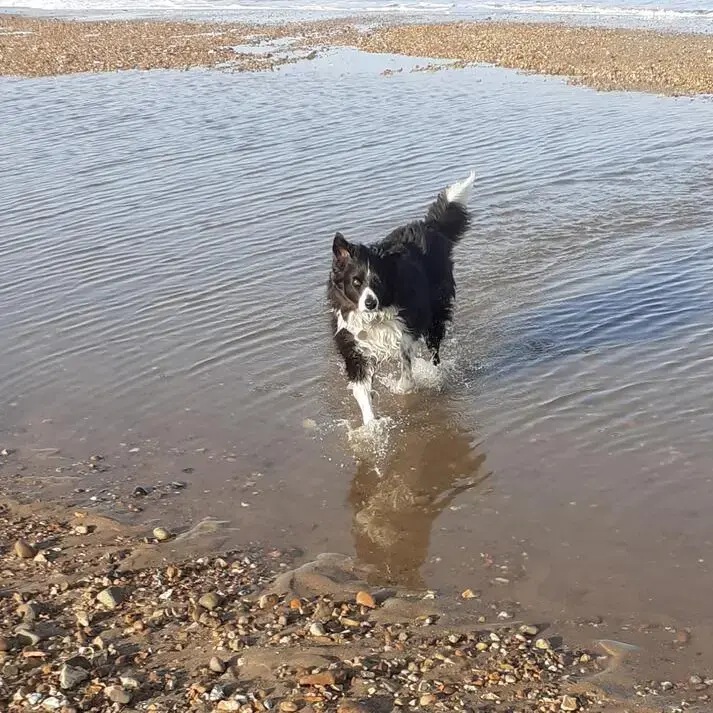 Border Collie