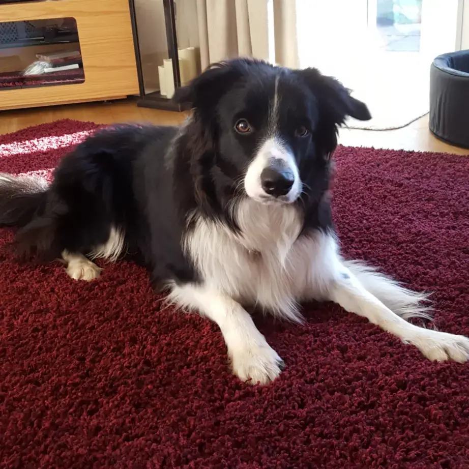 Border Collie