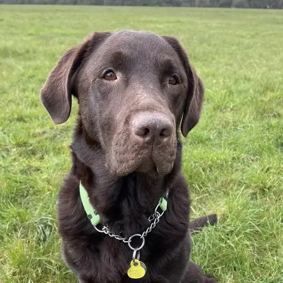 Labrador Retriever