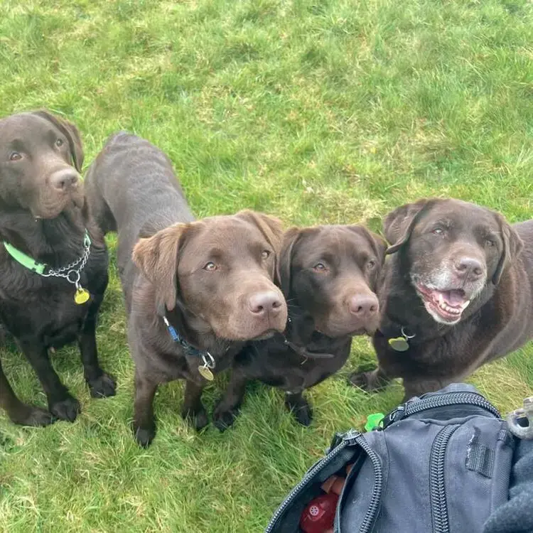 Labrador Retriever