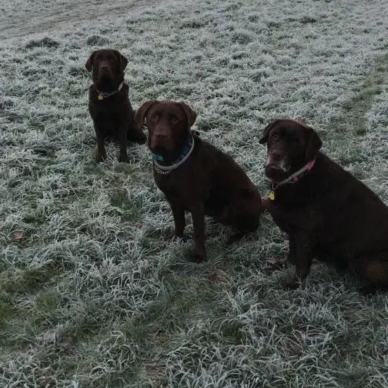 Labrador Retriever