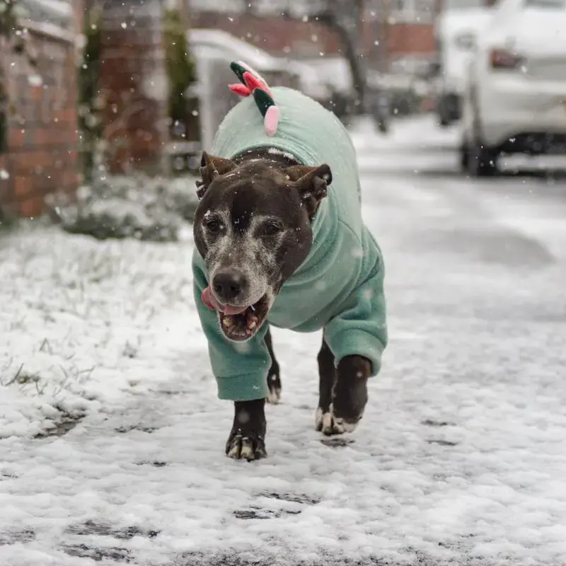 Staffordshire Bull Terrier